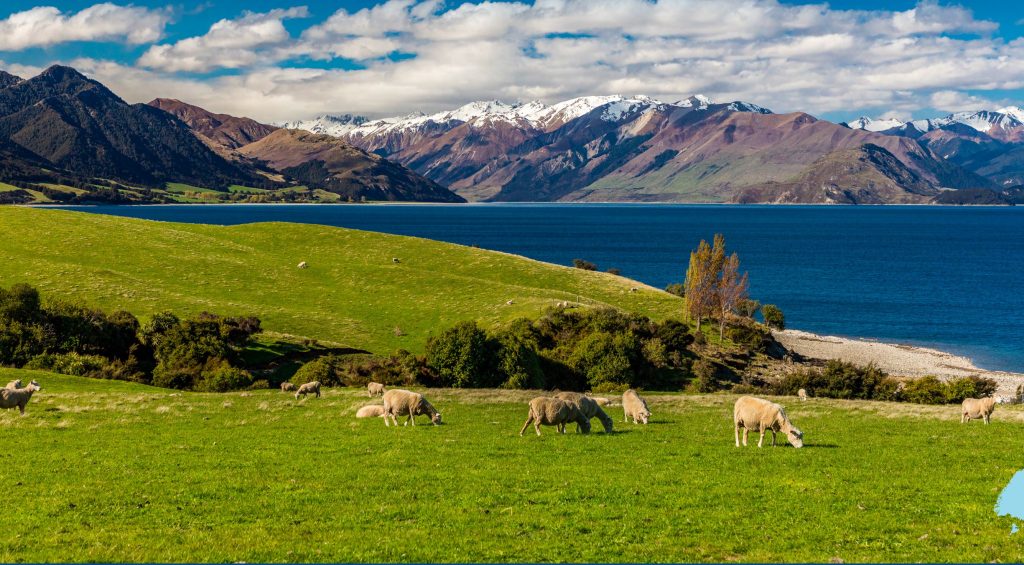新西兰留学 这个羊比人多的国家 大家到底都喜欢什么？