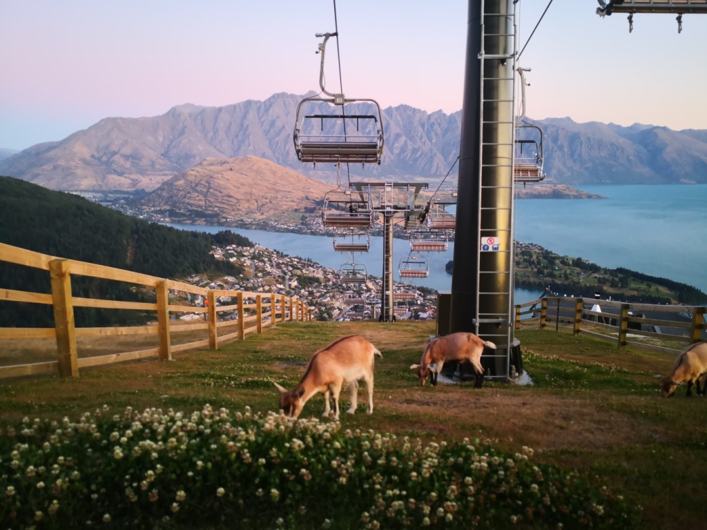 新西兰留学 这个羊比人多的国家 大家到底都喜欢什么？