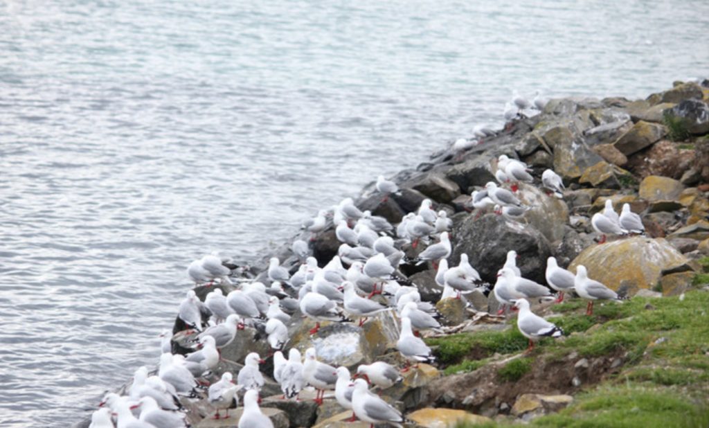 为什么越来越多的人选择来新西兰留学？