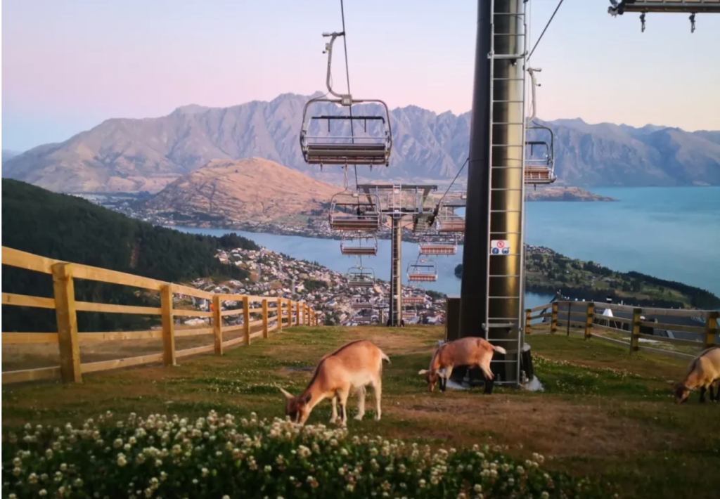 新西兰留学都适合哪些孩子呢？优点+避雷，看看有你家孩子吗？