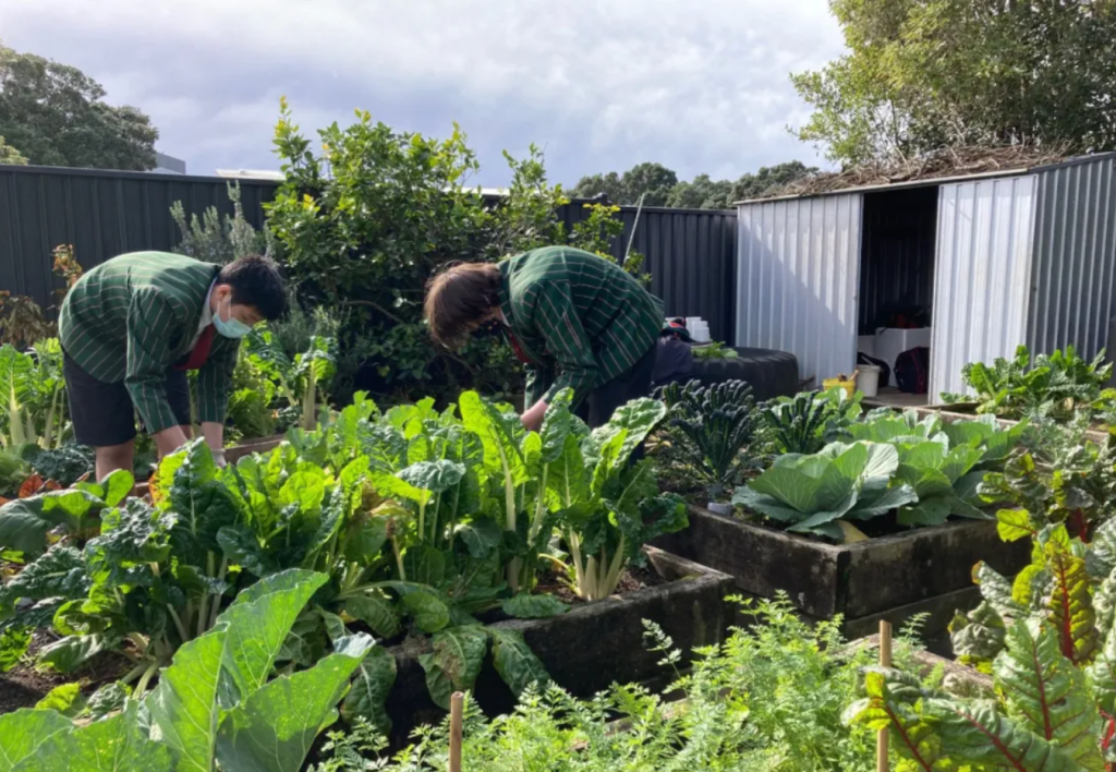 新西兰留学 / 专注男孩教育，今天我们来看看新西兰西湖男子高中（Westlake Boys High)！学术+体育+艺术